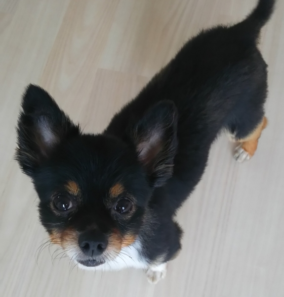 天真爛漫、チワワのココ君 サムネイル2