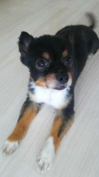 天真爛漫、チワワのココ君 サムネイル3