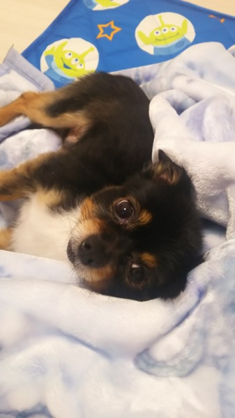 天真爛漫、チワワのココ君 サムネイル4