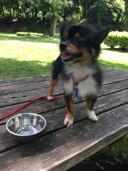 天真爛漫、チワワのココ君 サムネイル5