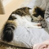 いわみれい