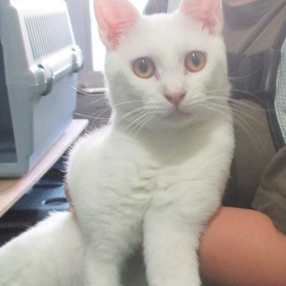 センター生活が既に5か月を越してしまったシロちゃん