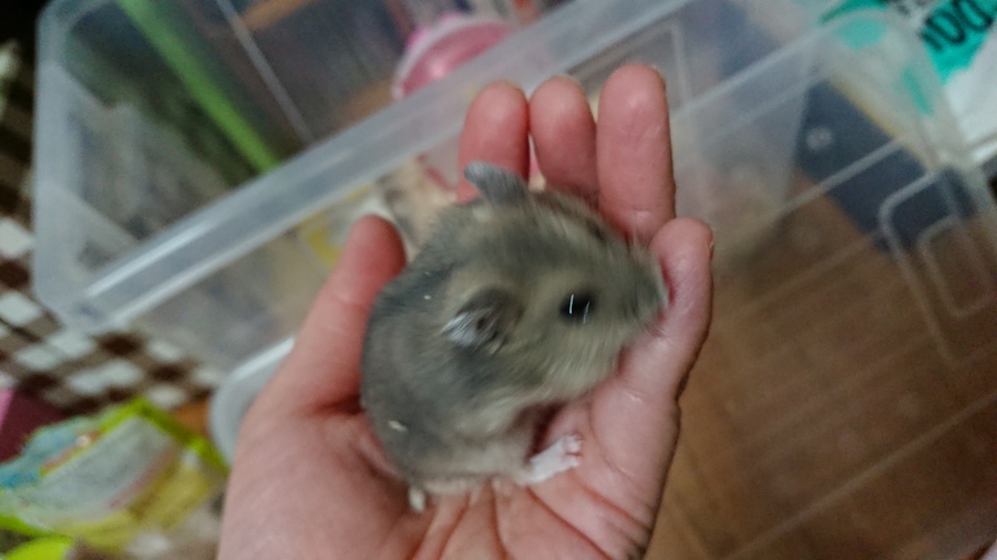 飼い主さん募集します サムネイル7