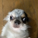 急募 ヤンチャで好奇心旺盛なチワワ