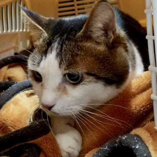 急募 白黒茶ブチ猫ちゃんの里親さん
