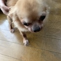 助けてください。かなり小ぶりなチワワです。