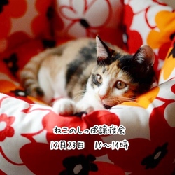 ねこのしっぽ譲渡会