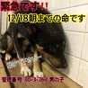 里親決定しました。 サムネイル2
