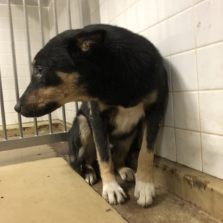 里親決定しました。