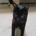 黒猫アイちゃんの家族になって下さい！
