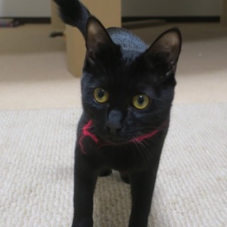 黒猫アイちゃんの家族になって下さい！
