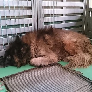 【感謝】繋がります！小部屋組大積君＊野犬フサフサ