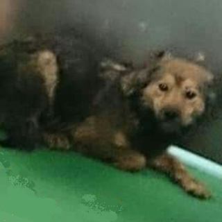 【感謝】繋がります！野犬女子組Ｂチコちゃん＊焦茶色