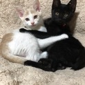 とても可愛い子猫姉妹の里親さん募集