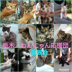 栃木・わんにゃん応援団 年内ラスト!譲渡会!