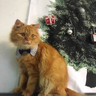 【12/23東日本橋】長毛洋猫♡きつねくん