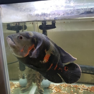 タイガーオスカー約２０㌢