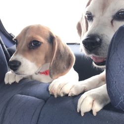 ドッグランデビュー =3