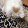 (๑•ω•๑)♡