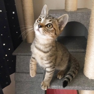 ほんわか「ほの」くん！