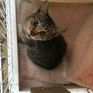 詳細不明です。動物の骨だと思います。商品説明必読お願い致します。