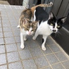 半年近いの兄弟です。仲良しです。