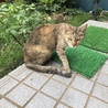 避妊手術前に産んでいた仔猫の里親募集中。 写真は母猫