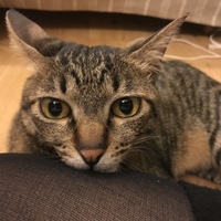 カイ