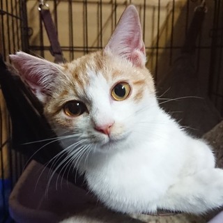 甘えん坊の可愛い茶シロ君　♪