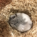 ハムスター