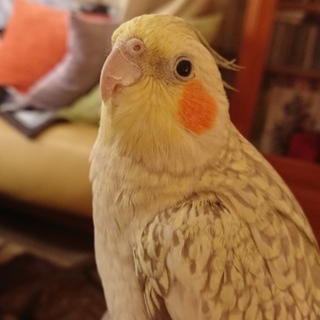 【募集停止】肩乗りオカメ♀(2歳)