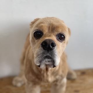 両耳を失ったアメコカ ８才