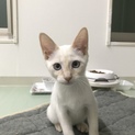 保健所からレスキュー！白猫くん