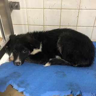 里親決定しました。