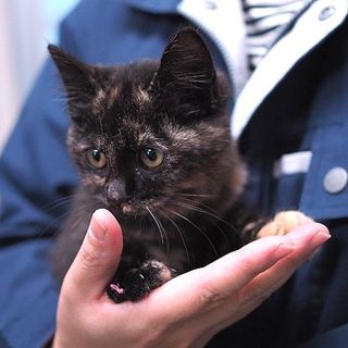 12-A 　サビ猫　メス　