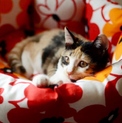 かわいい三毛猫【朱里】