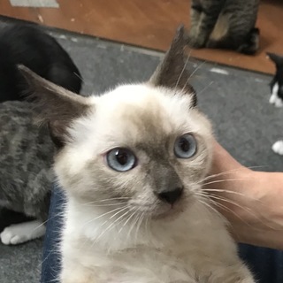 こぐまのような男の子 ガブリエル