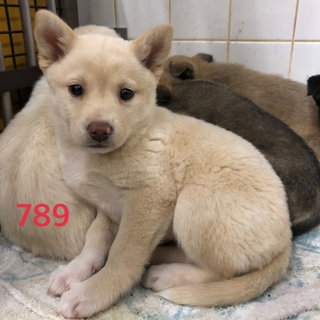 可愛い子犬ちゃんの家族募集中です。789番
