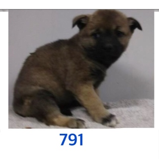 子犬たちの家族募集しています。791〜793番。