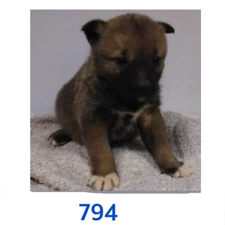子犬たちの家族募集しています。794〜796番。