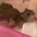 サファイアブルー×パールホワイトの赤ちゃん
