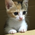 美猫三毛猫のケィちゃん