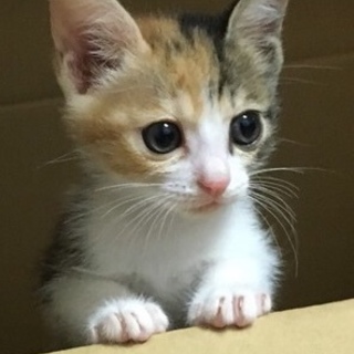 美猫三毛猫のケィちゃん