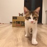 眉毛のような柄