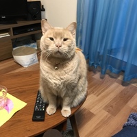 きなこ
