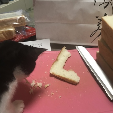 人間の食べ物に興味を持ち出し…  盗食いw