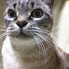 アヤソフィア さん