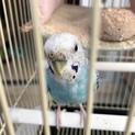 保護から2年経過。里親募集
