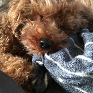 お昼寝大好き