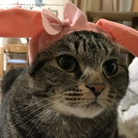 にこちゃん